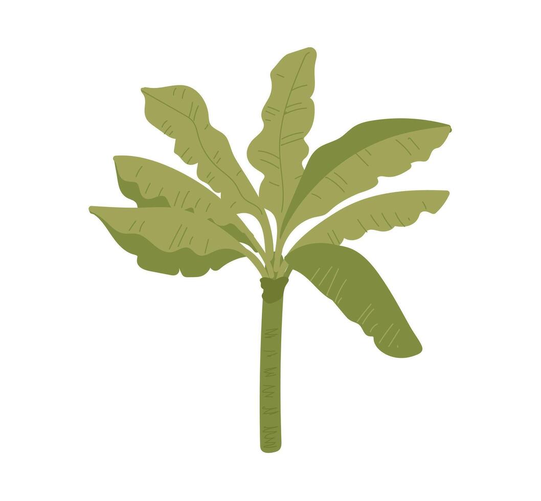 Tropical banana tree. illustration on a white background. vector