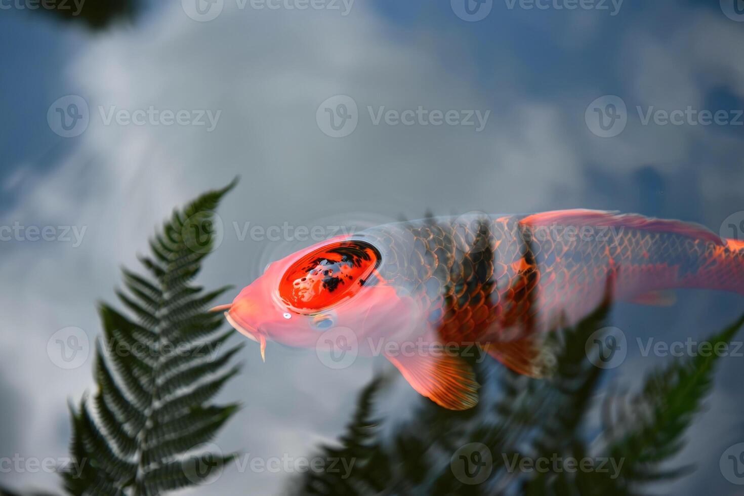 Close up view of a colorful koi fish swimming in a tranquil pond photo