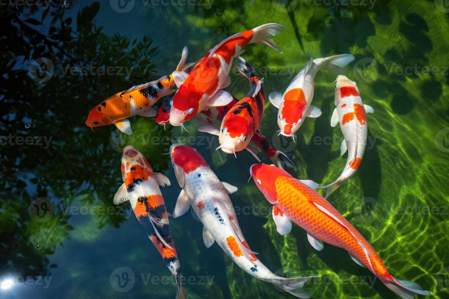 Koi fish gracefully swim in a tranquil pond, creating a stunning display of color and life. photo
