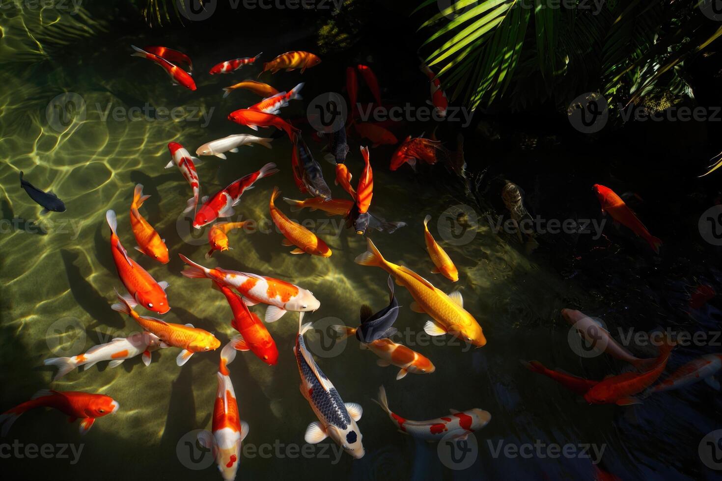 Koi fish gracefully swim in a clear pond, creating a vibrant aquatic scene. photo