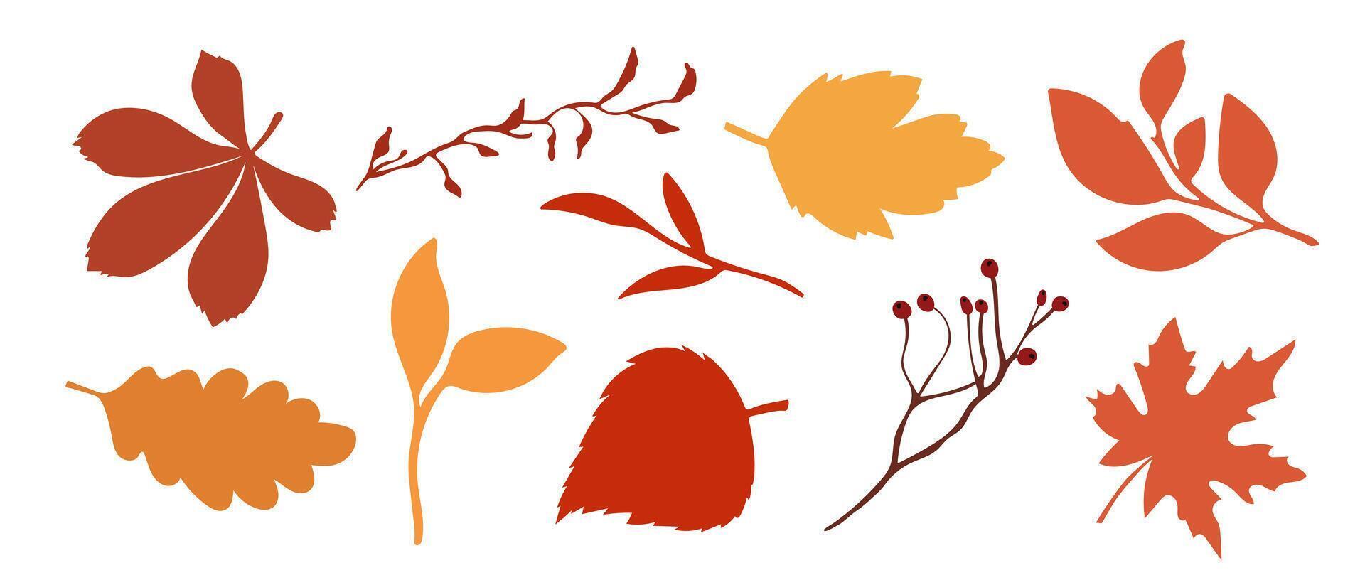 Set of hand drawn autumn leaves. Different autumn leaves. vector