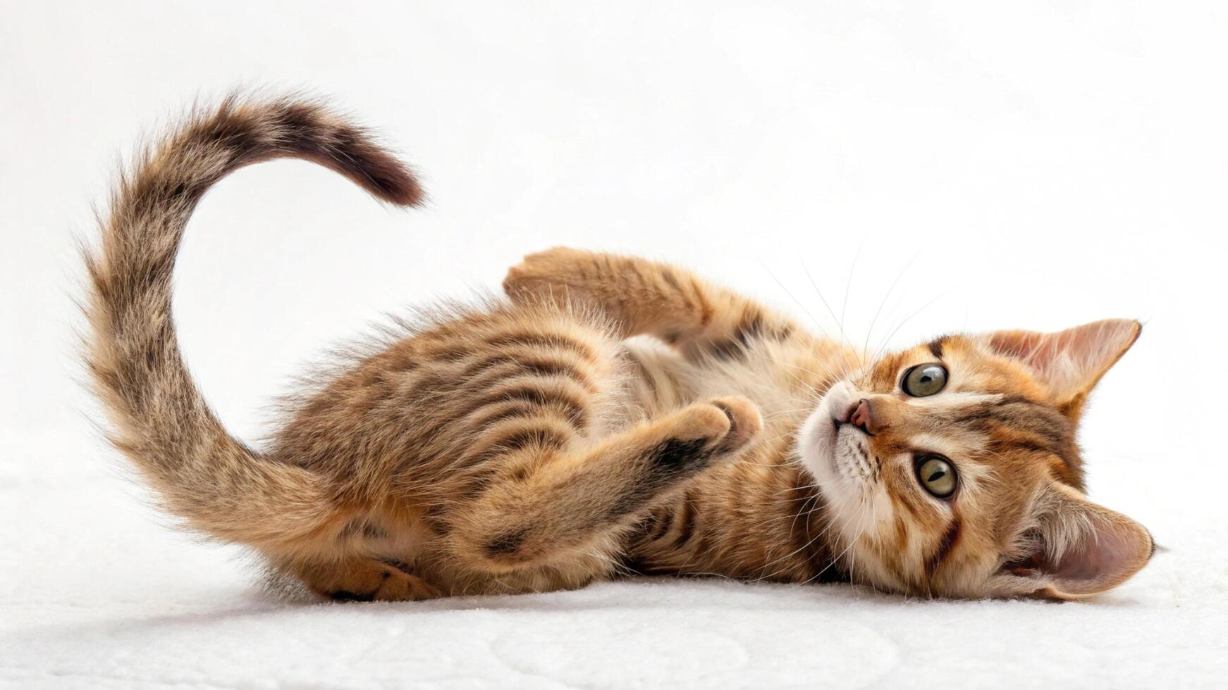 A kitten rolling on its back on a white background photo