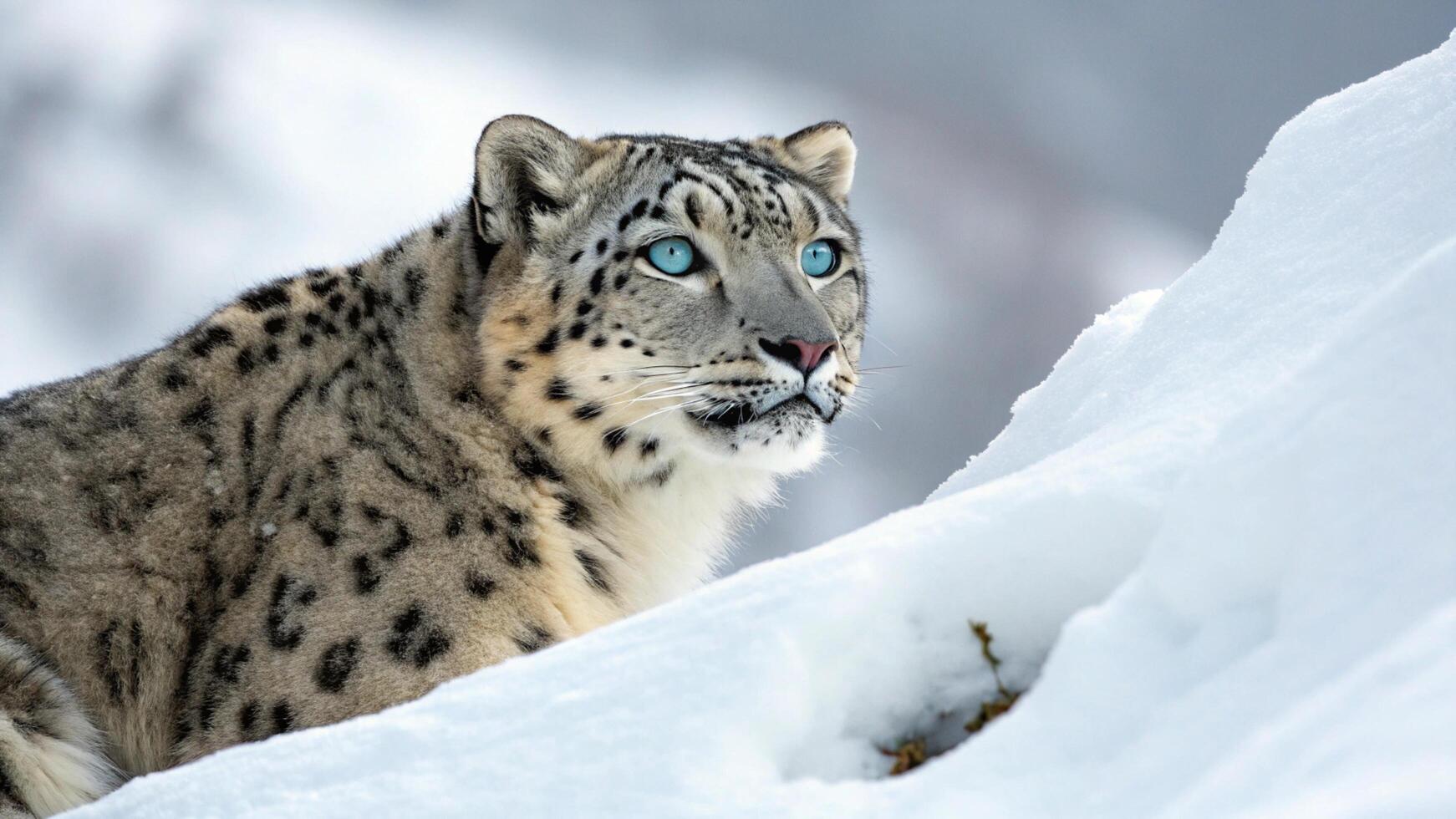 a snow leopard with blue eyes sitting in the snow photo