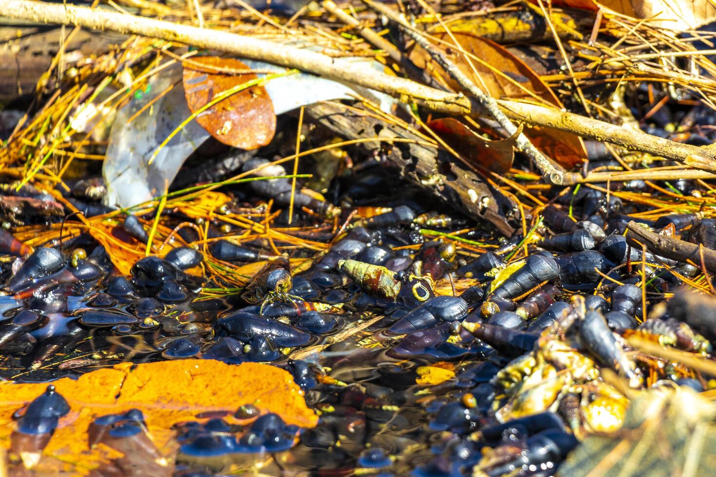 A pile of leaves and sticks in the water photo