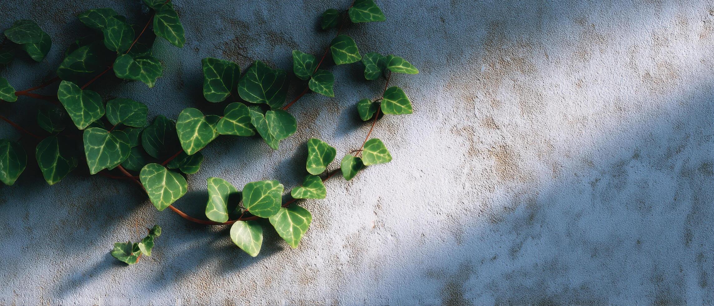 Morning light illuminates green ivy crawling on concrete wall in urban environment photo