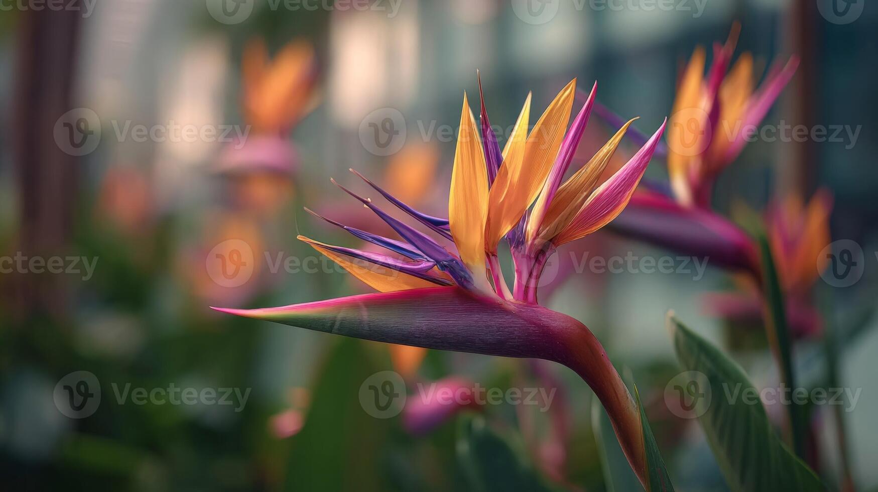 Closeup of Vibrant Orange and Purple Bird of Paradise Flowers photo