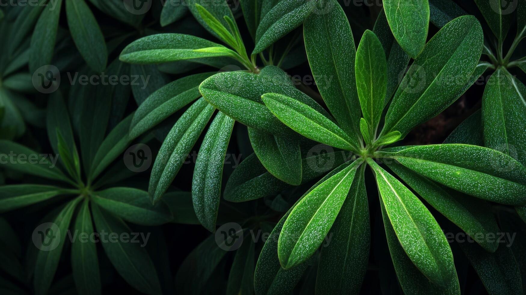 Dark Green Lush Leaves with Dew Drops photo