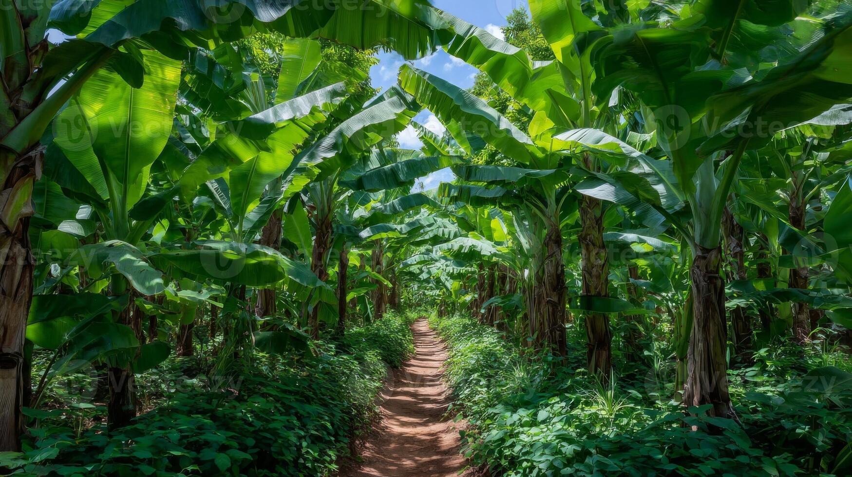 Lush Green Banana Plantation Path photo