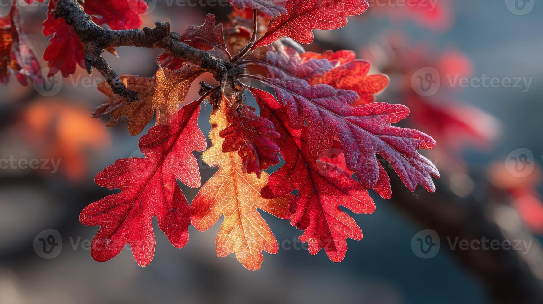 Red and Orange Autumn Oak Leaves with Dew Drops photo