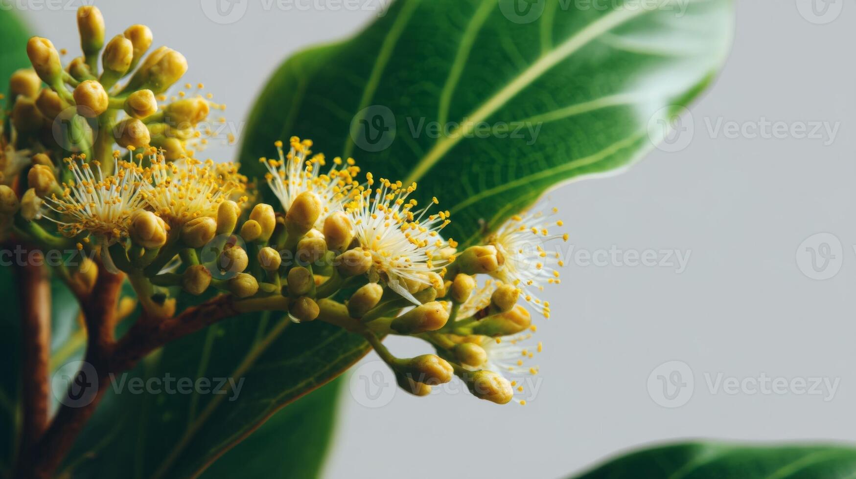Closeup of Yellow Flowers and Green Leaves photo