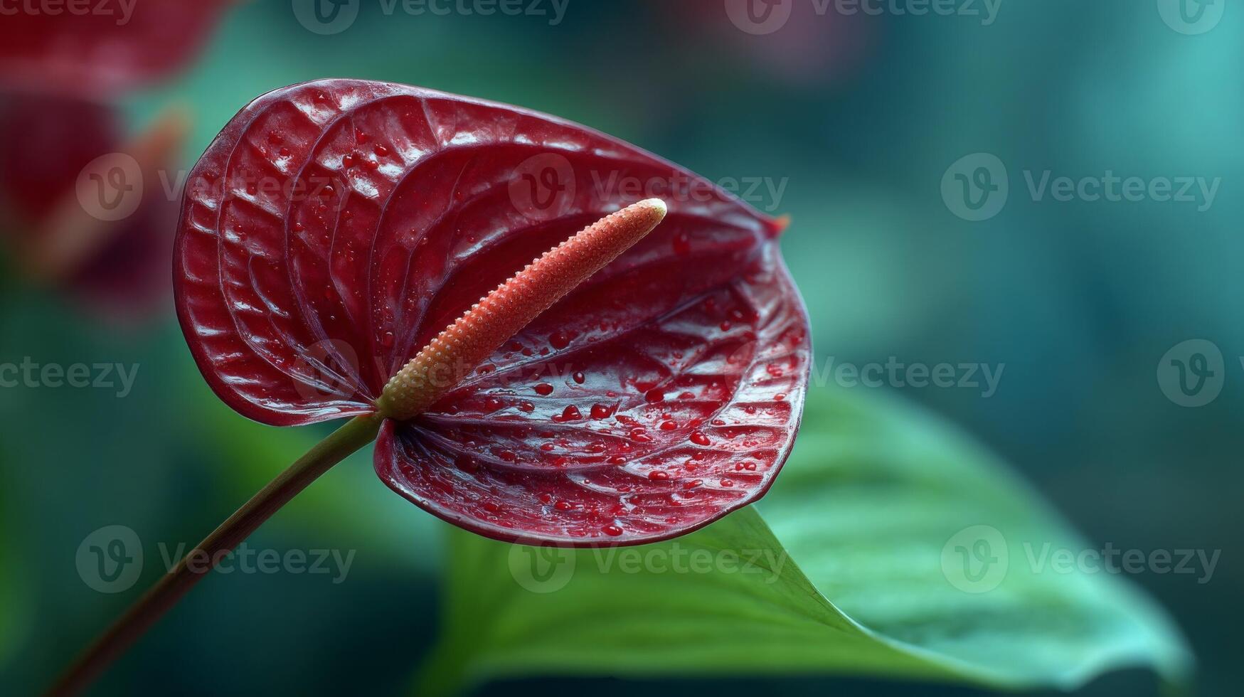 Closeup of a Red Anthurium Flower photo