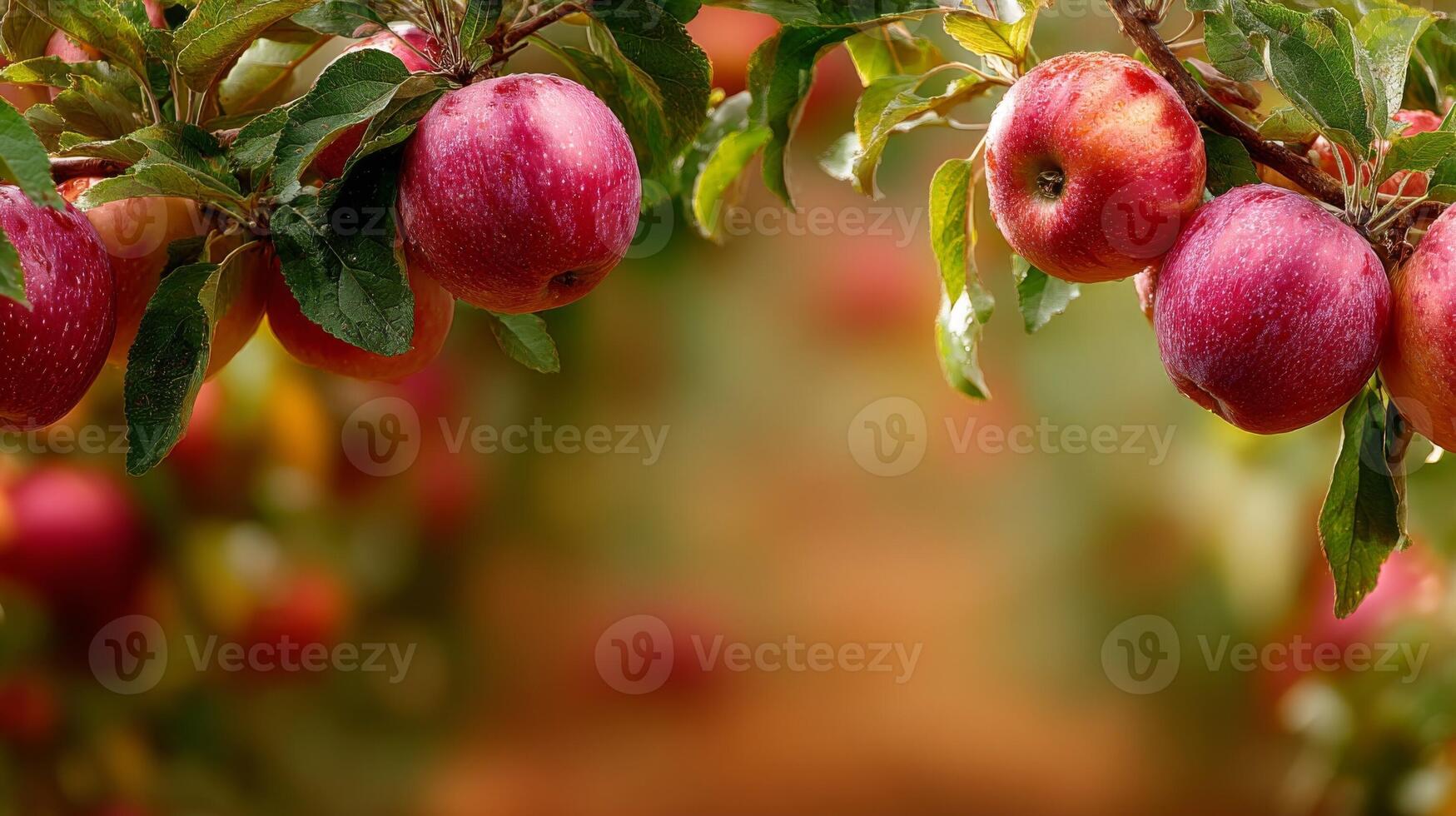 Red Apples on a Branch in an Orchard photo