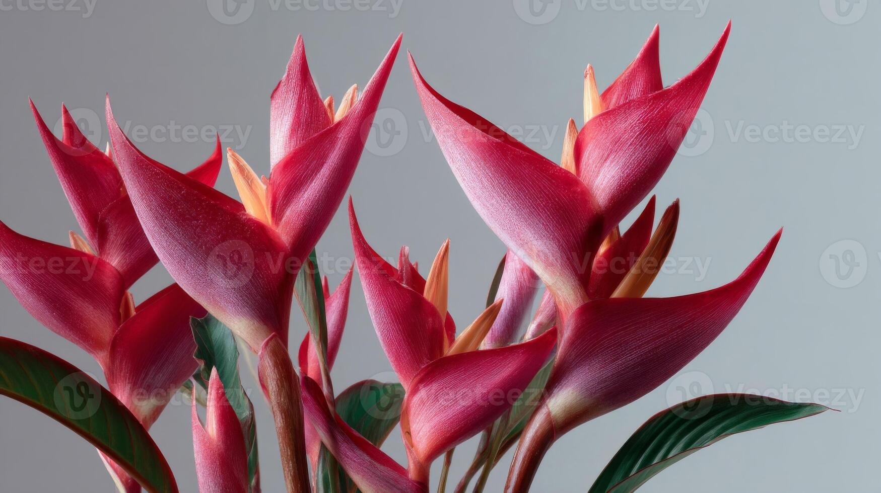 Red Heliconia Flowers with Dew Drops photo