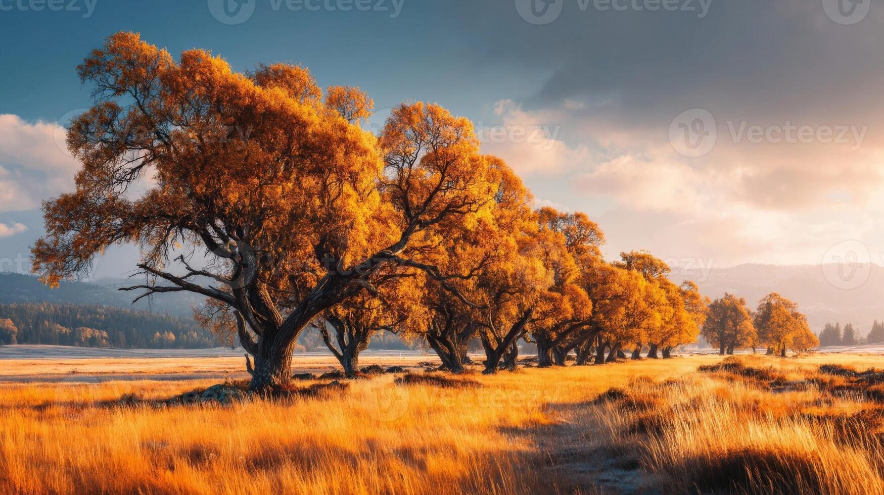 Golden Autumn Trees in a Field at Sunrise photo