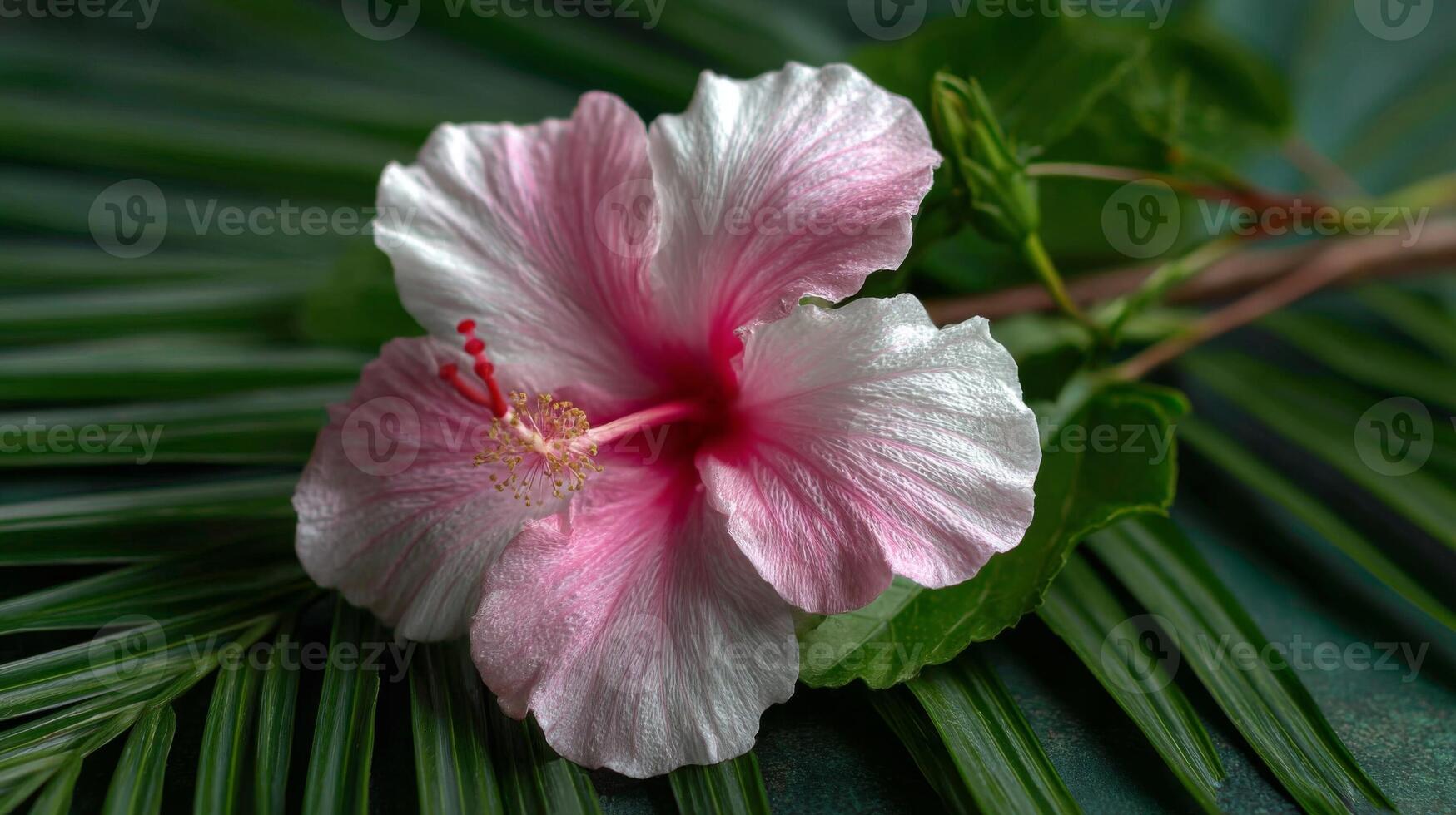 Pink and White Hibiscus Flower on Palm Leaves photo