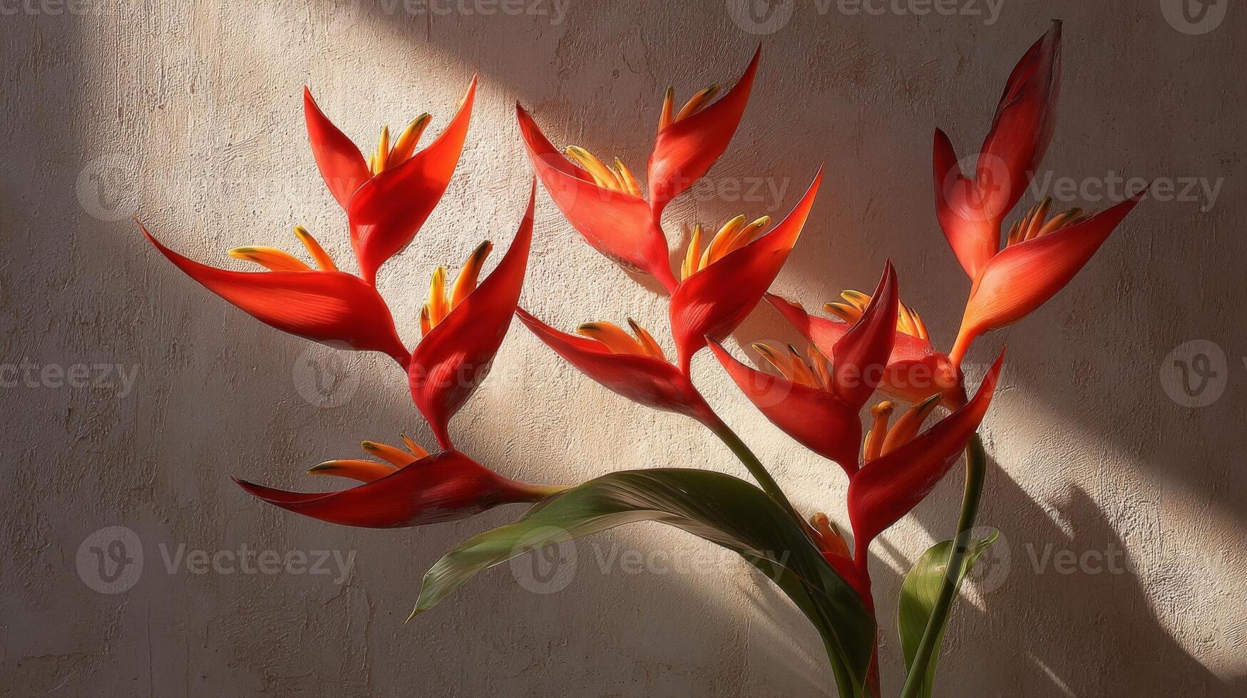 Red Heliconia Flowers in Sunlight Against Textured Beige Background photo