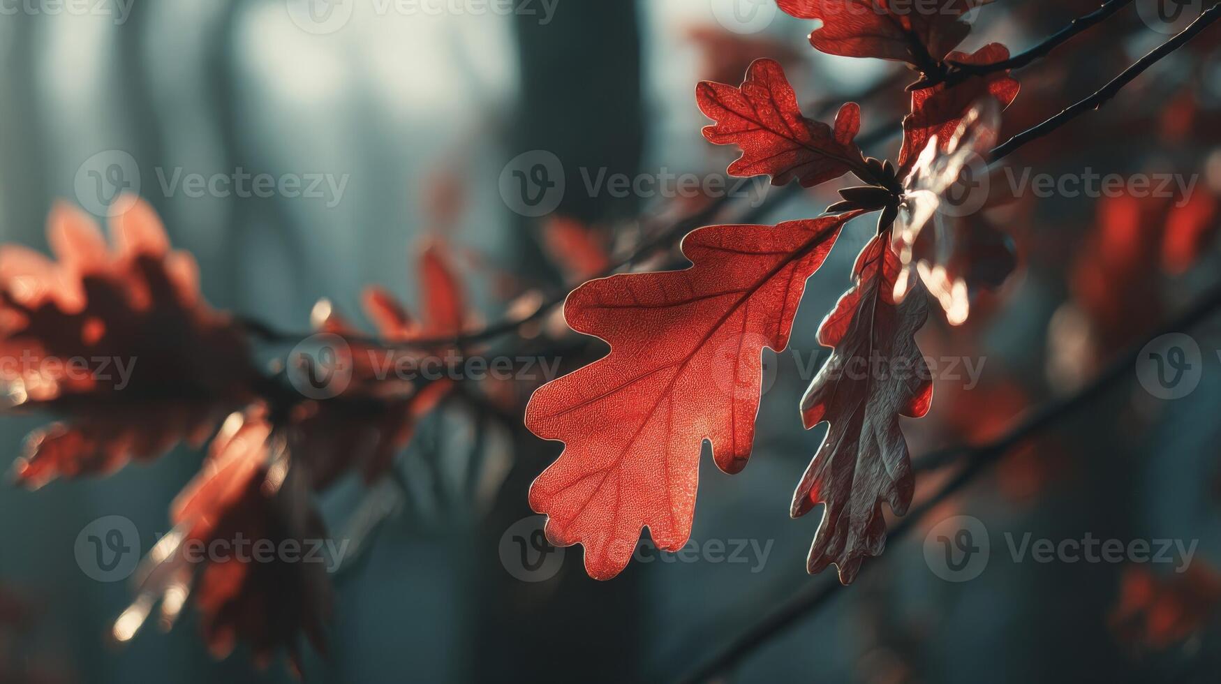 Red Oak Leaves in Autumn Sunlight photo