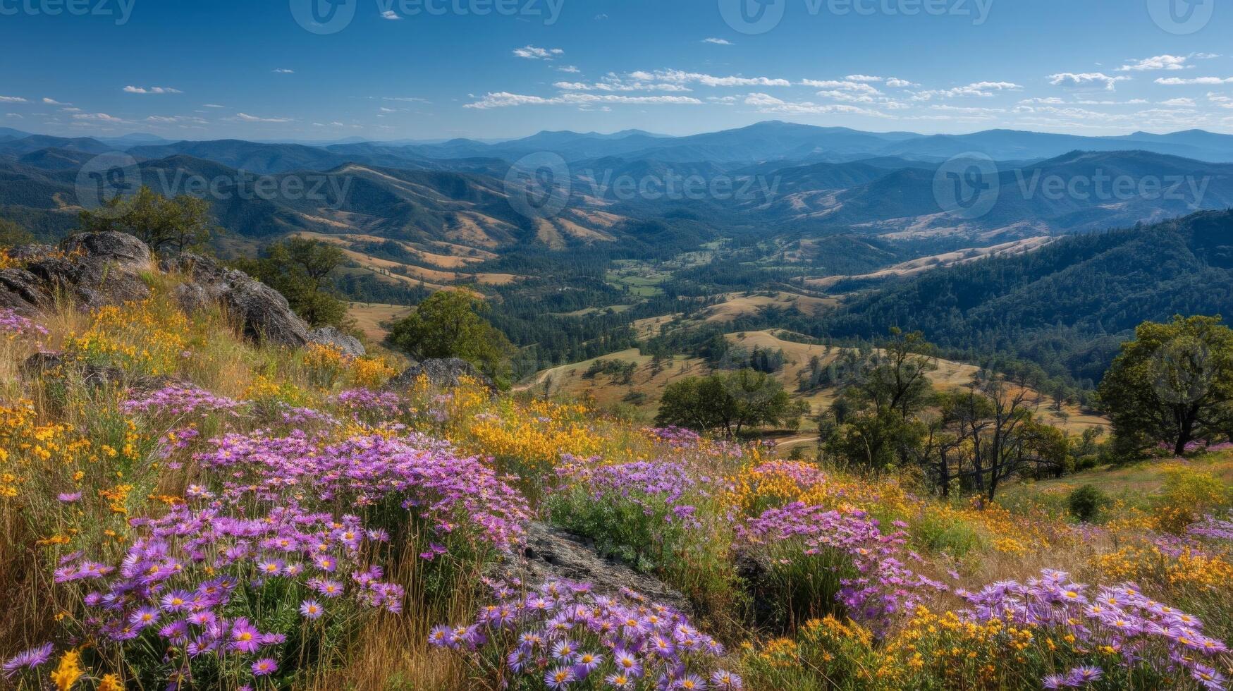 Vibrant Wildflower Meadow with Mountain Valley View photo