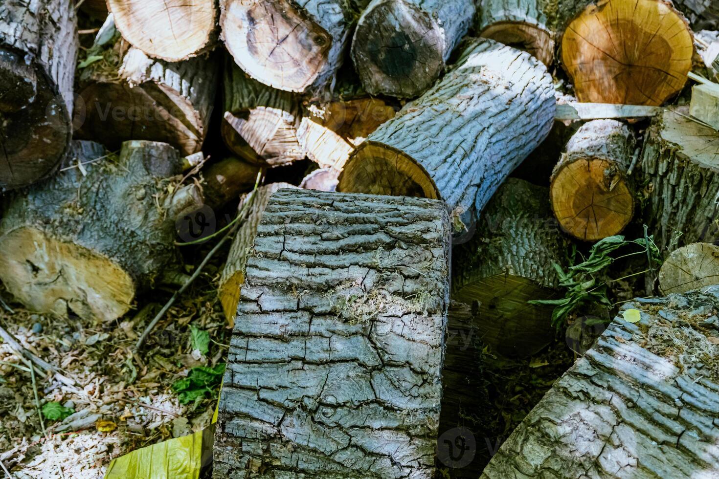 A pile of logs with a yellow fire hydrant photo