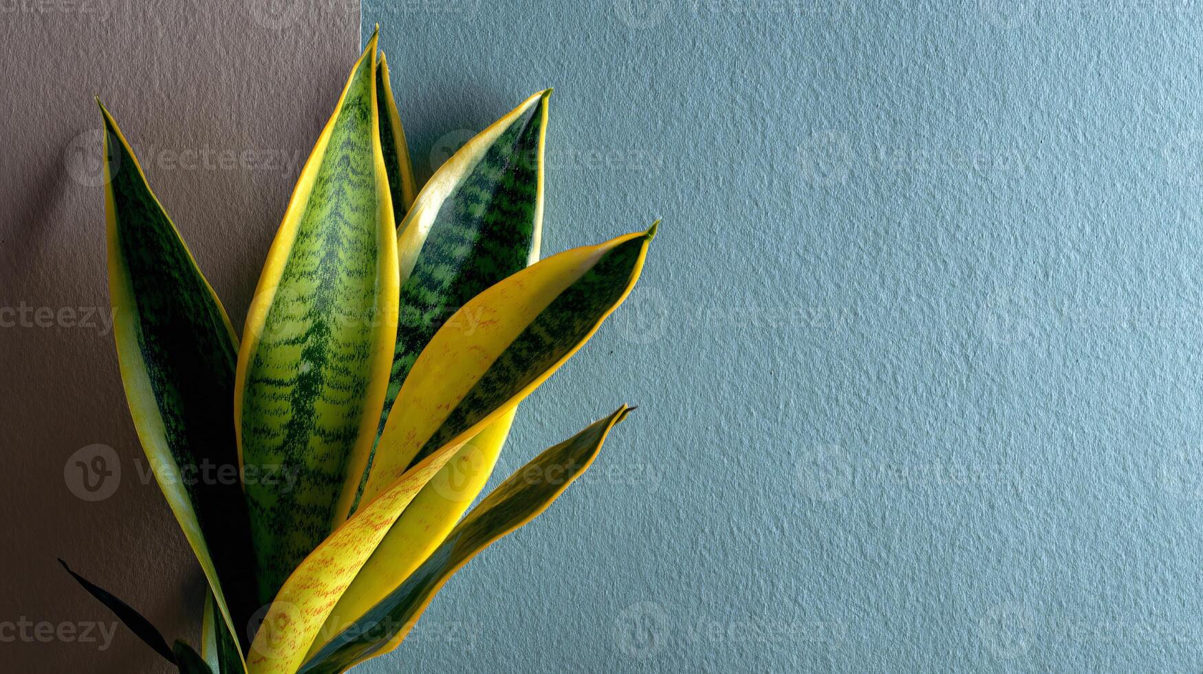 Elegant Close-Up of Snake Plant Leaf Displaying Unique Yellow Edges in Studio Light photo