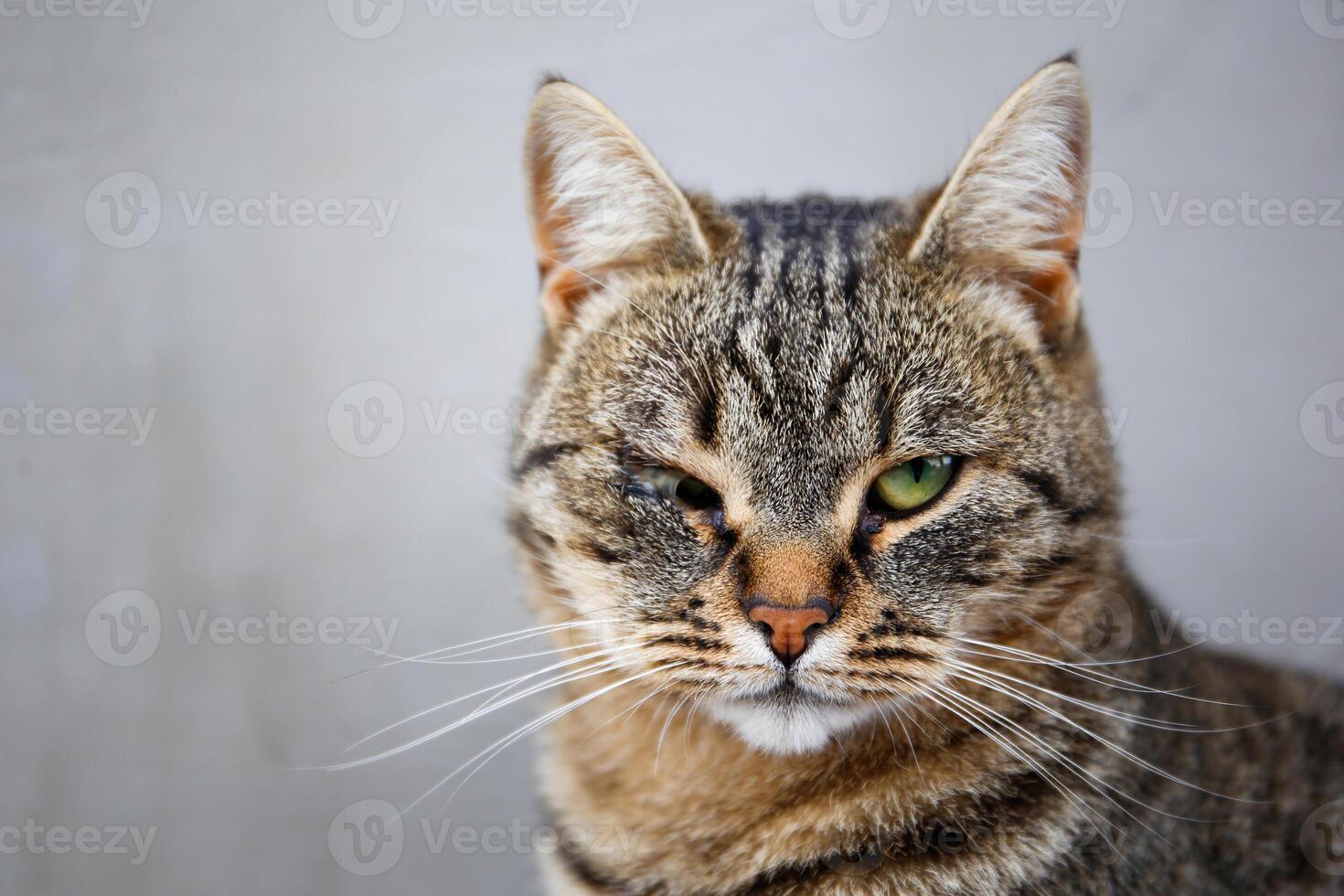 A pet cat has a festering eye photo