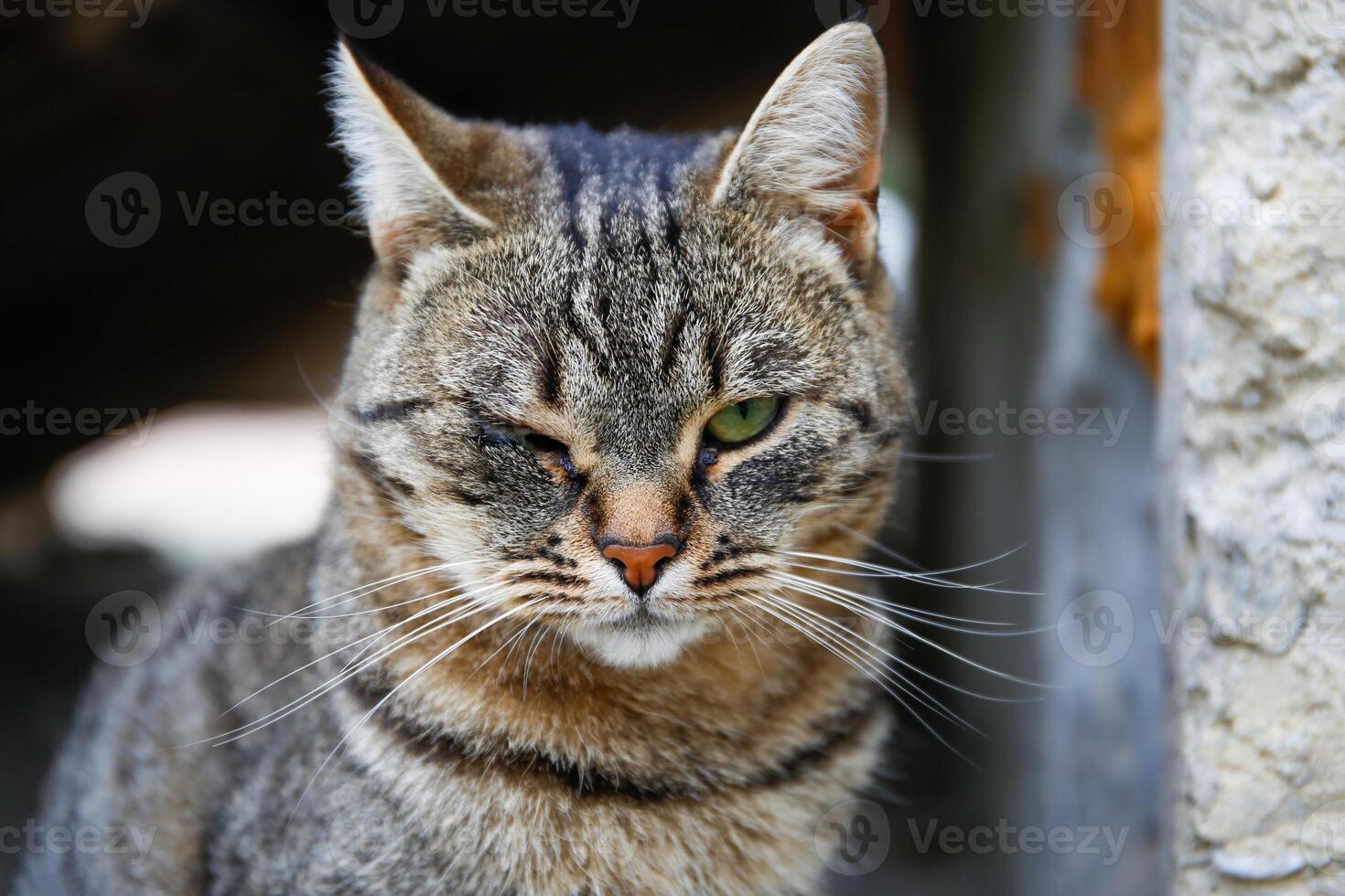 A pet cat has a festering eye. photo