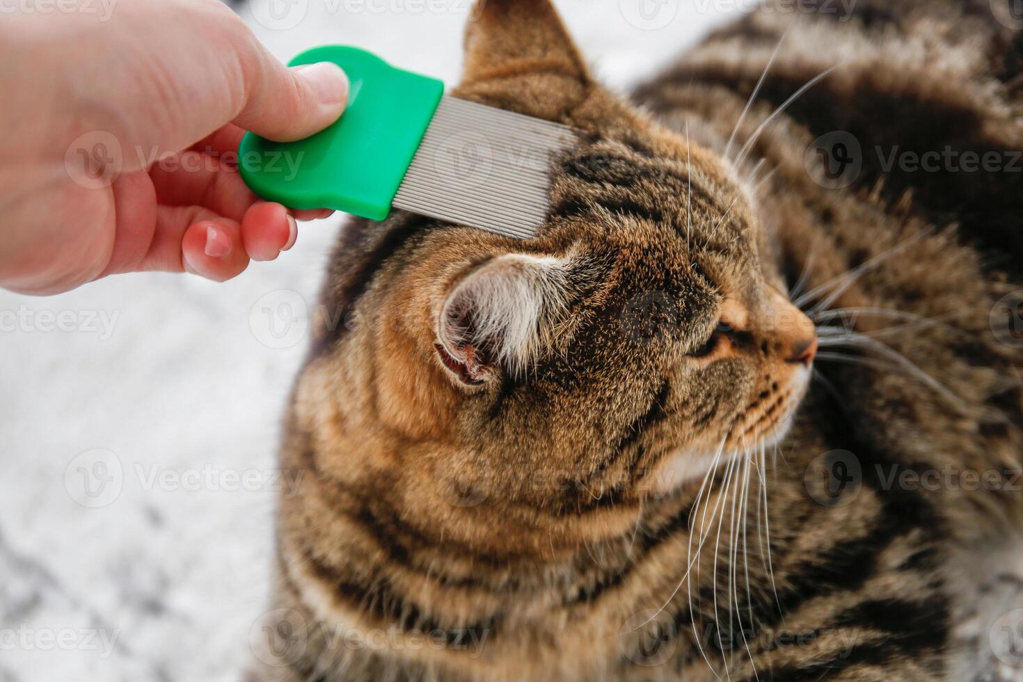 The cat is combed with a flea comb. photo