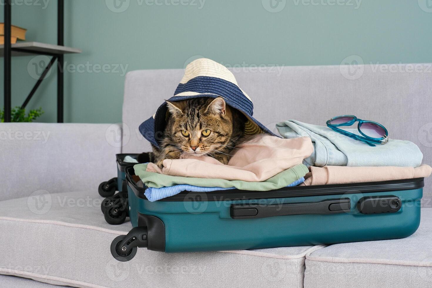 cat is sitting on a suitcase with summer clothes. The concept of traveling with pets photo