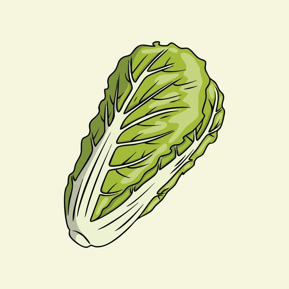 Illustration of a napa cabbage vector