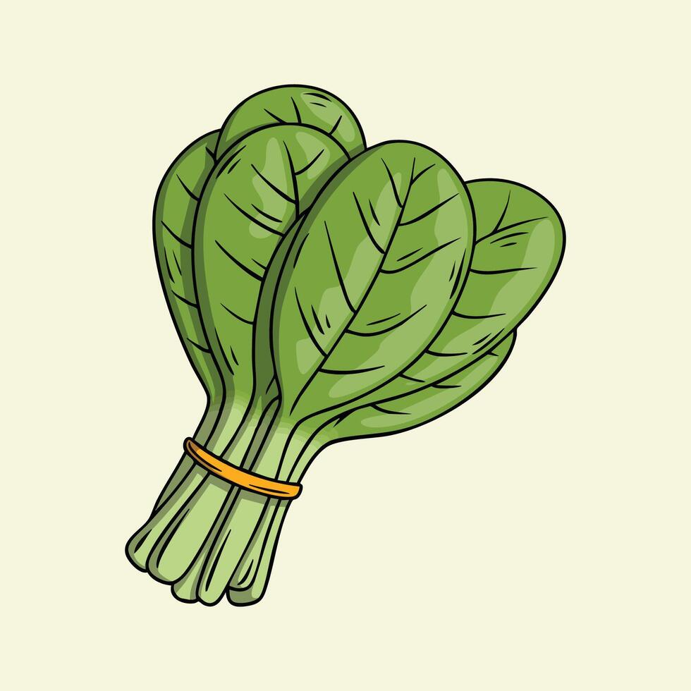 Bundle of fresh spinach leaves illustration vector
