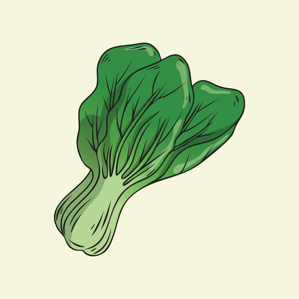 Illustration of Bok Choy vector