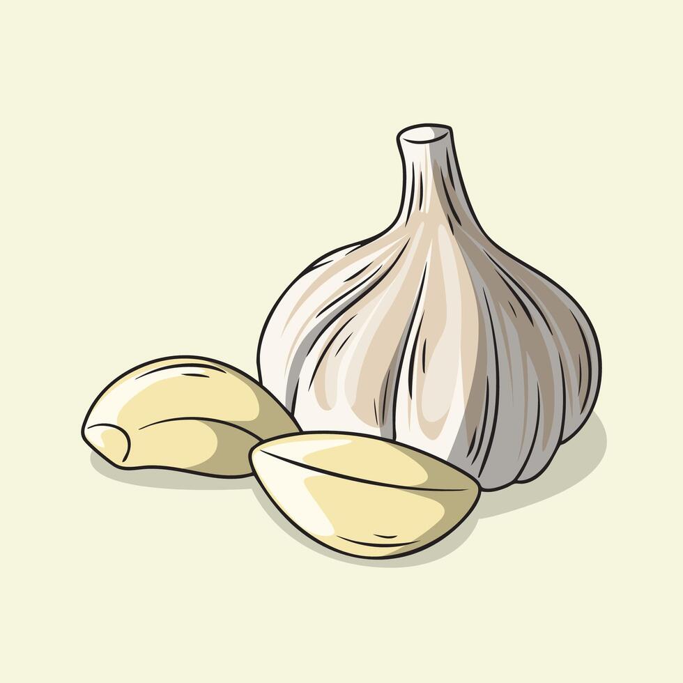 Garlic Bulb and Cloves vector