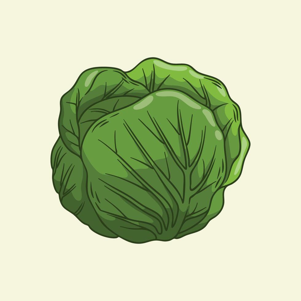 Detailed Drawing of a Green Cabbage Head vector