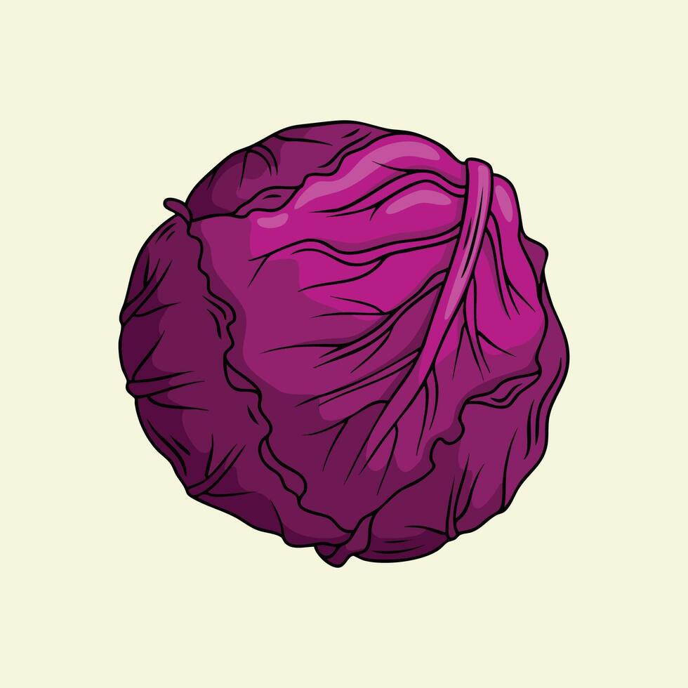 Illustration of a purple cabbage vector