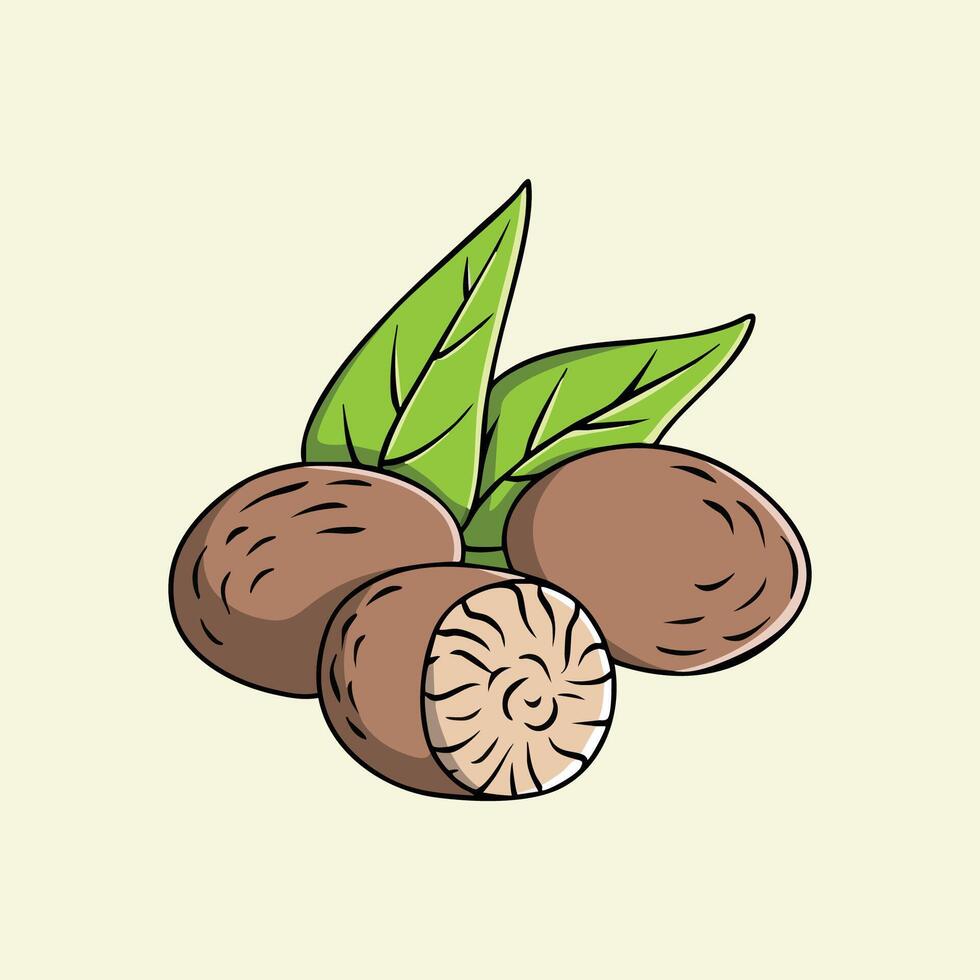 Illustration of nutmeg with leaves vector