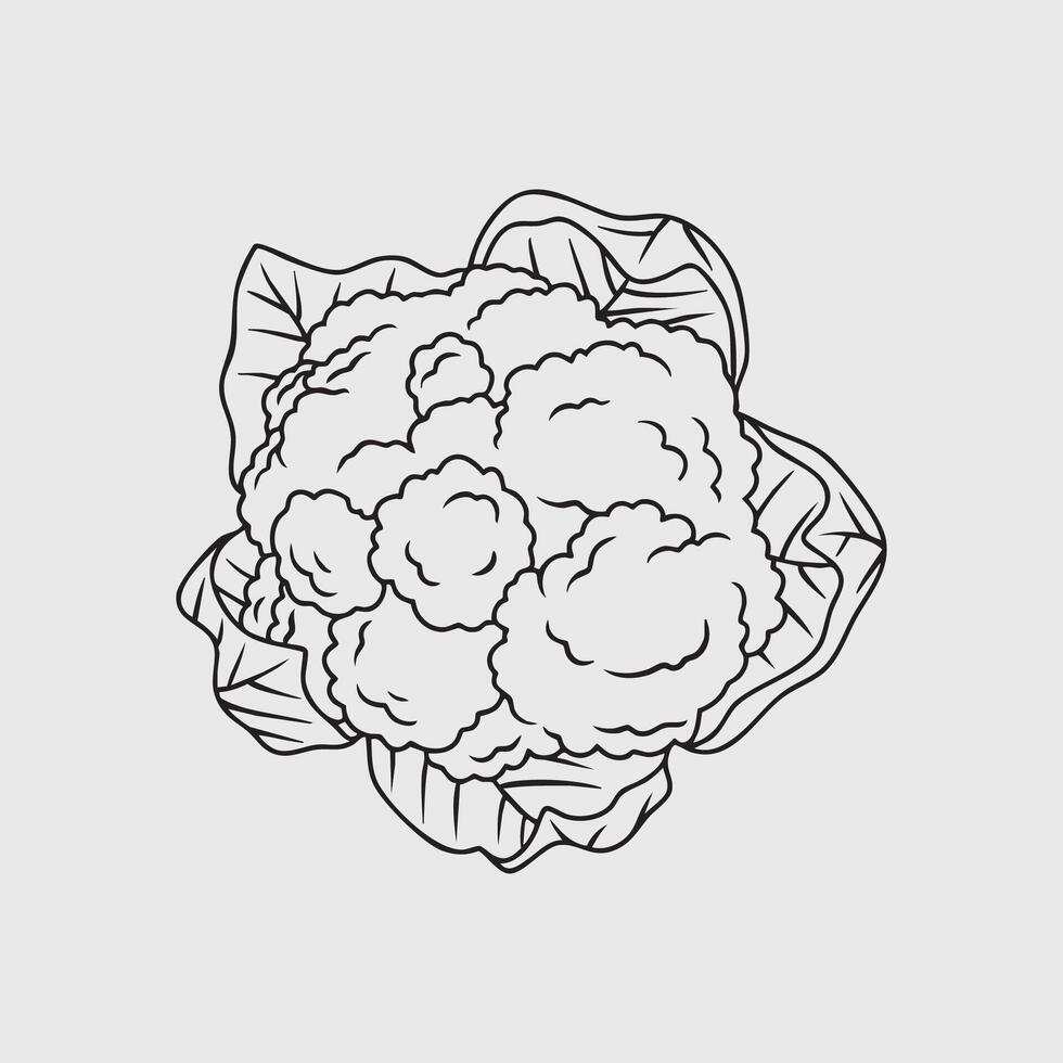 Line Art Cauliflower vector