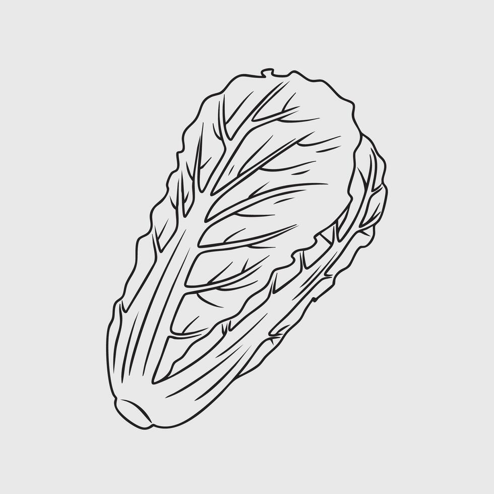 Line art illustration of a napa cabbage vector