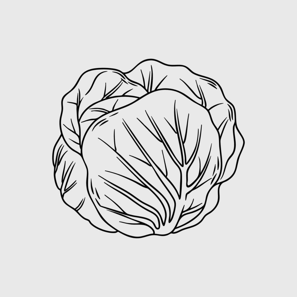Detailed Line Drawing of a Cabbage Head vector