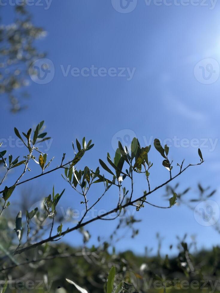Eucalyptus branch frame against a blue sky background with sun rays. photo