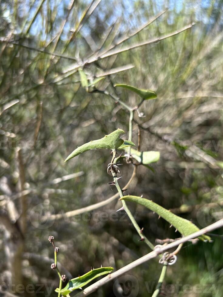 green vine with sharp thorns photo