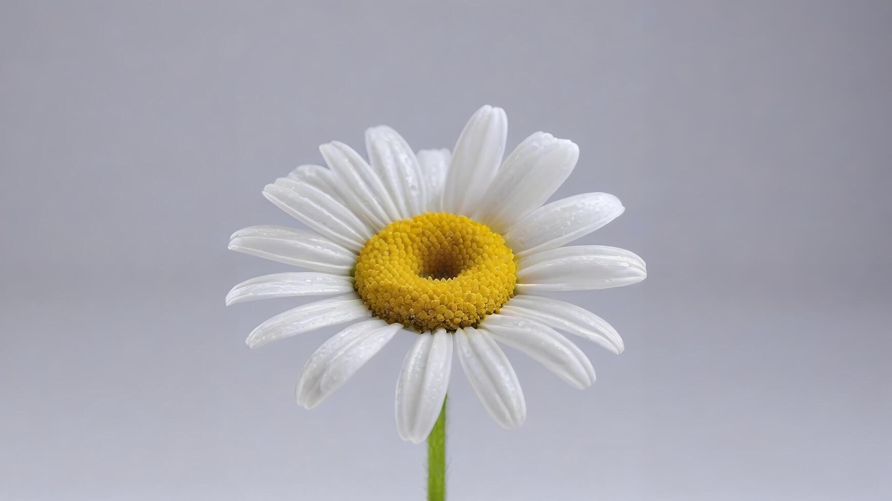 Single white daisy flower with yellow center on gray background photo