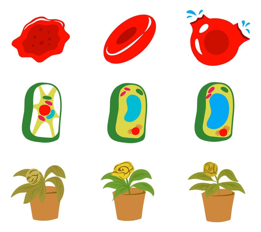 A clear infographic illustration set showing plasmolysis in plant and animal cells, highlighting cell membrane changes, and osmotic effects. Ideal for biology education and science visuals vector
