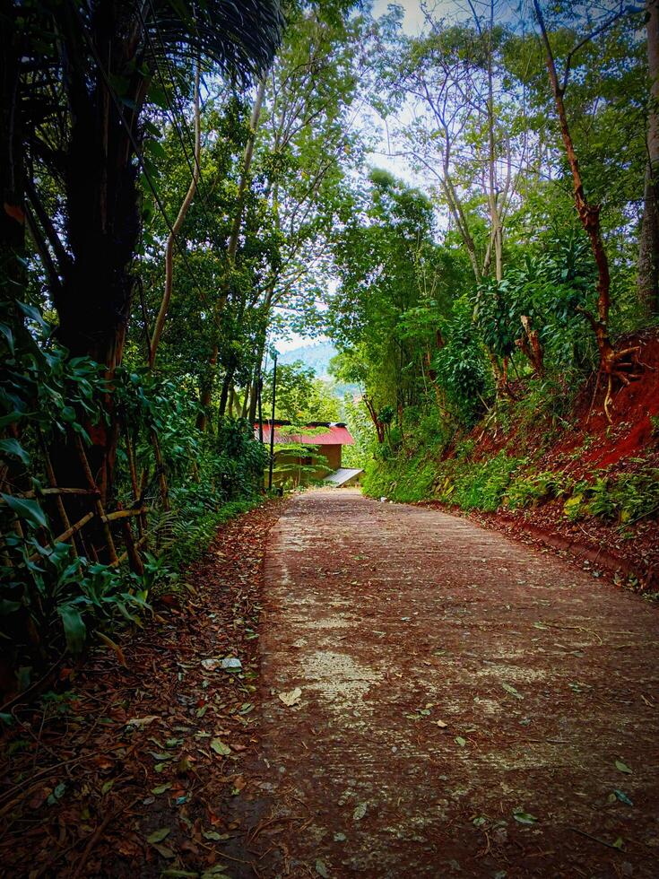 Peaceful Rural Pathway Surrounded by Lush Greenery photo