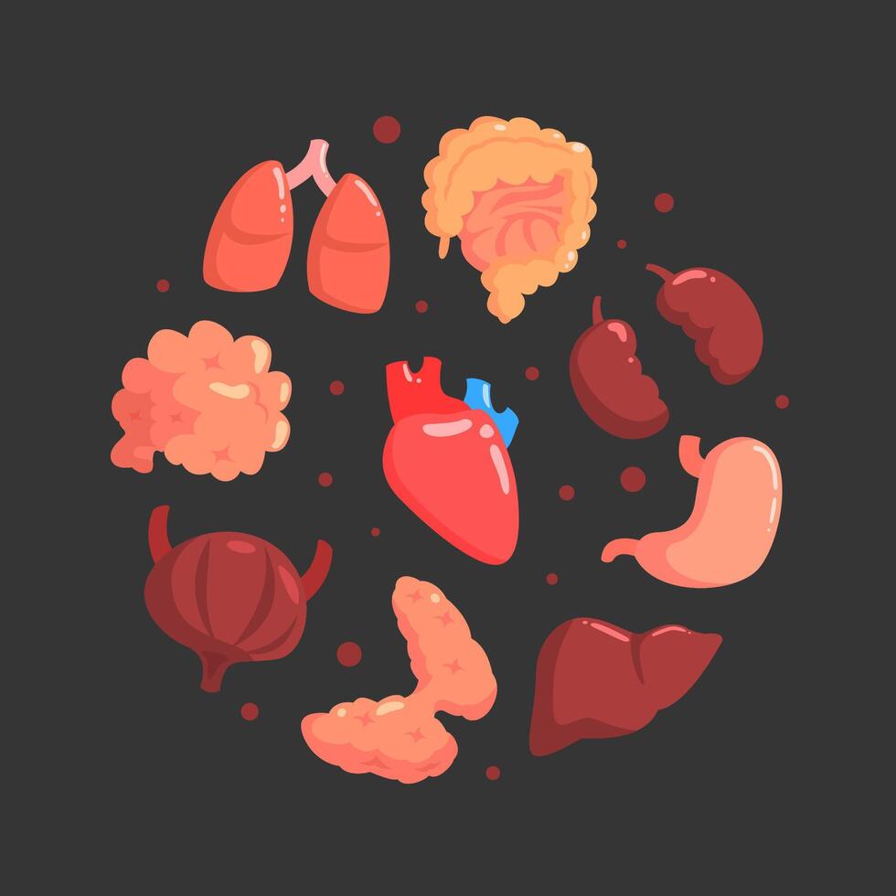 Human Organs of Round Shape, Medical Science Innovation for Health Care, Transplantation, Bioengineering Concept Illustration vector