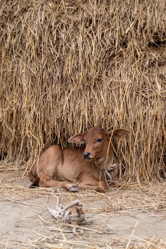 The red-coloured calf is sitting under the pile of straw photo