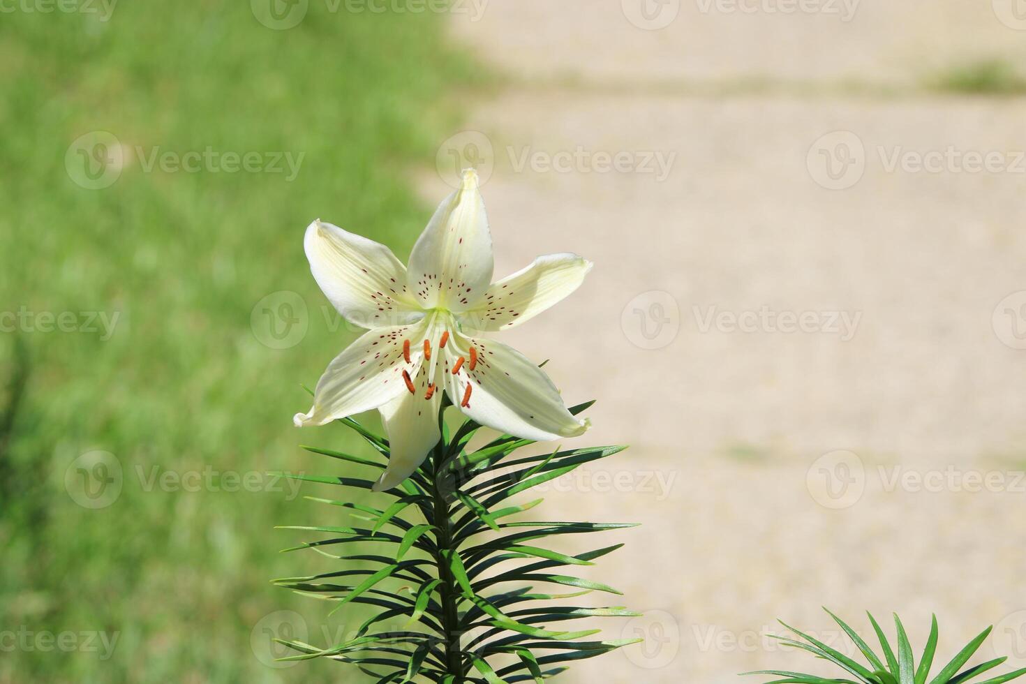 White Tiger Lily At A Distance With A SIdewalk Background. photo