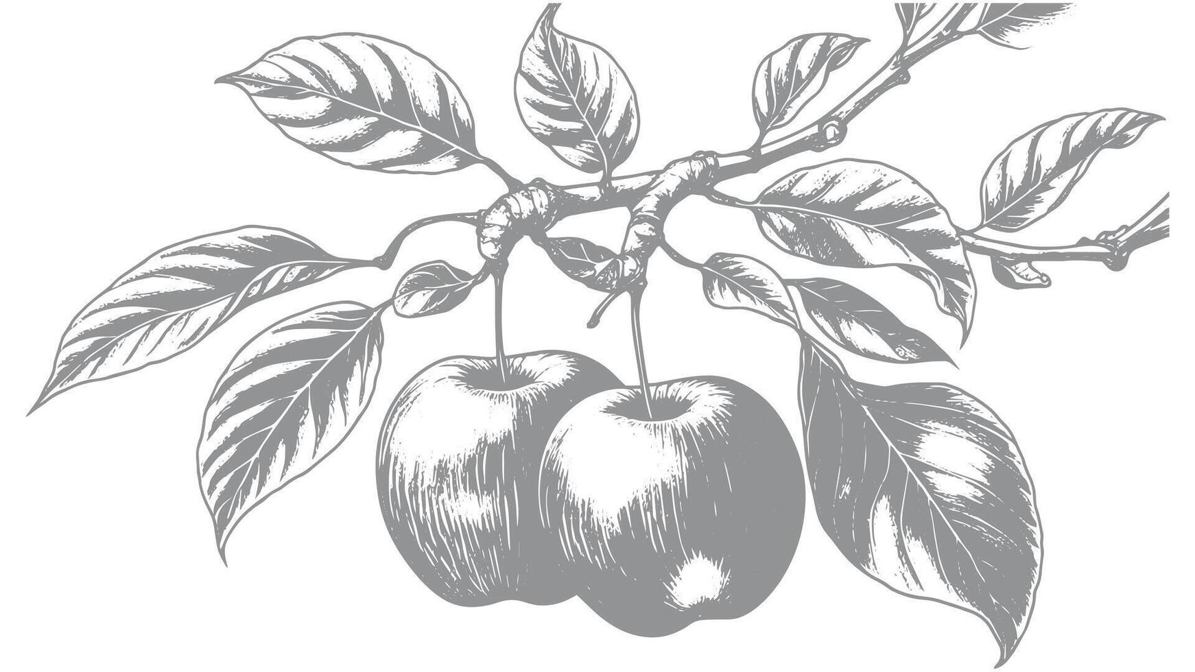 Hand-drawn apple branch with fruit and leaves vector