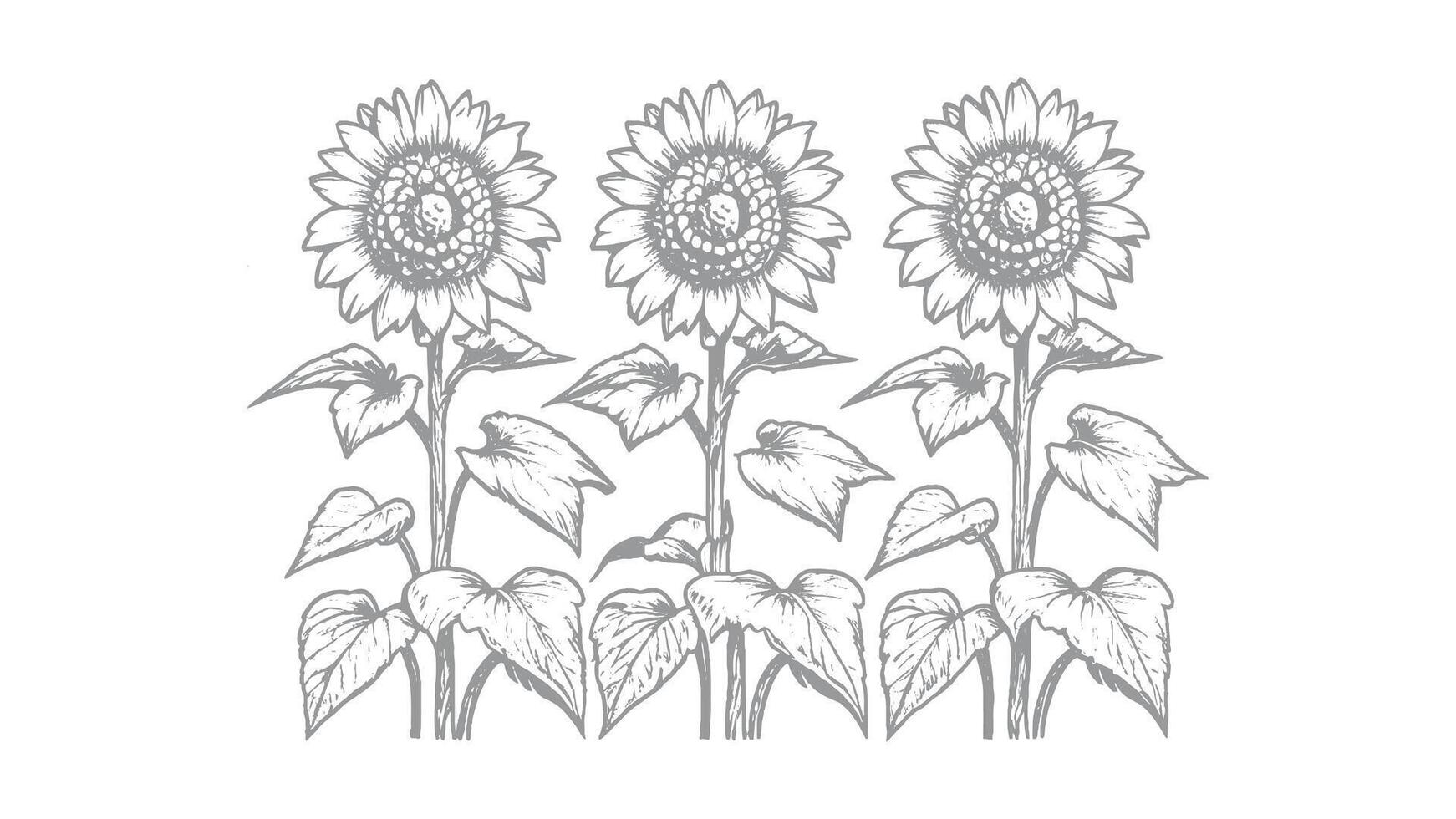 Three Sunflower Hand Sketch vector
