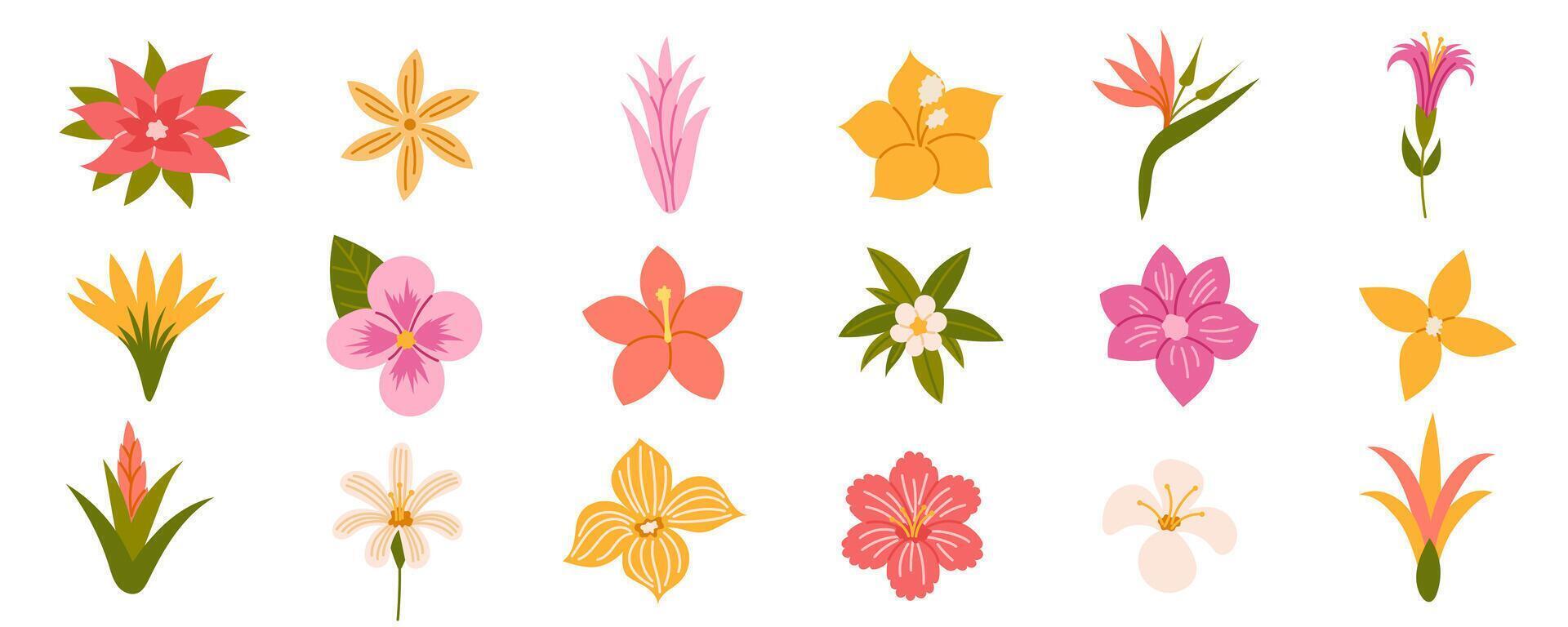Tropical flowers. Exotic flowers hibiscus, plumeria, bird of paradise, orchid, heliconia and frangipani. illustration. vector