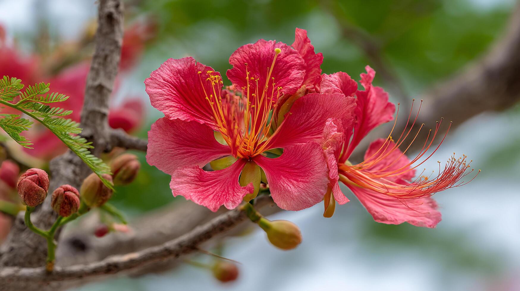 Detailed textures of a flower on spring tree branch photo